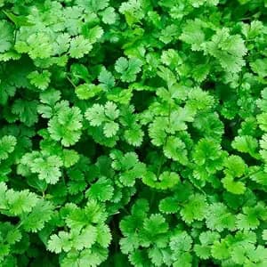 Organic Coriander Seeds for Planting, Fresh Cilantro Herb Garden Seeds 2000+ Seeds