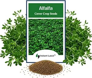 500 Alfalfa Cover Crop Seeds for Planting Non GMO Heirloom Seeds Fresh Garden Seed