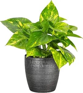 Thorsen's Greenhouse Golden Pothos, Live Indoor Vining Plant, Easy to Grow, Variegated Houseplant, Natural Air Purifier (Brushed Silver, 4-inch Pot)